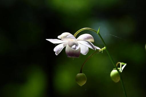 赤城自然園で撮ったレンゲショウマの花 赤城自然園で撮ったレンゲショウマの花の写真