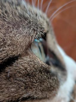 ねこ 横顔 ねこ 横顔 ねこ,横顔,ペットの写真素材