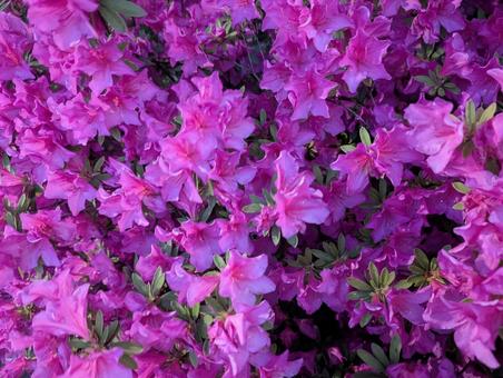 つつじの花 つつじの花の写真