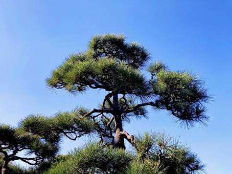 松 松,松の木,針葉の写真素材