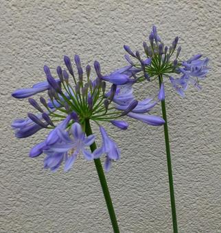 Agapanthus, flour, purple, large wheel, JPG