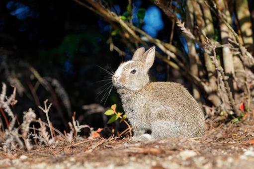 大久野島の兎 大久野島の兎 大久野島,子ウサギ,野生動物の写真素材