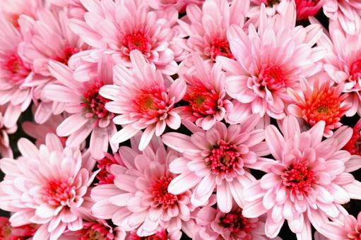 ピンク色の花の群生 春,ピンク,桃色の写真素材