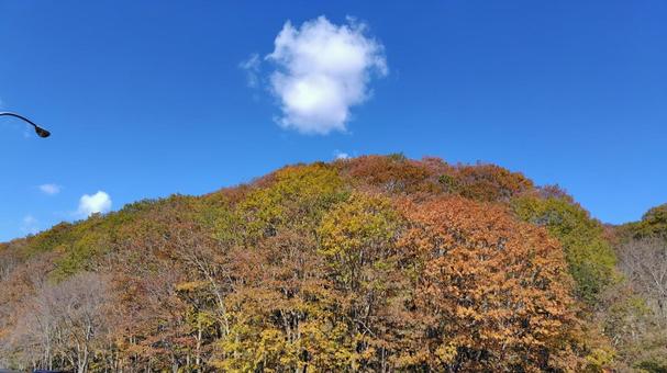 紅葉と青空 紅葉と青空 紅葉,青空,雲の写真素材