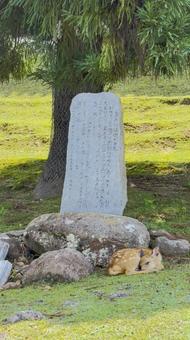 日陰でお休み 日陰でお休み 小鹿,休息,日陰の写真素材