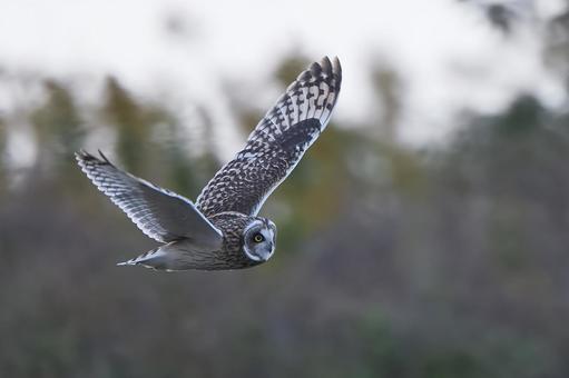 コミミズク コミミズク,フクロウ,ミミズクの写真素材