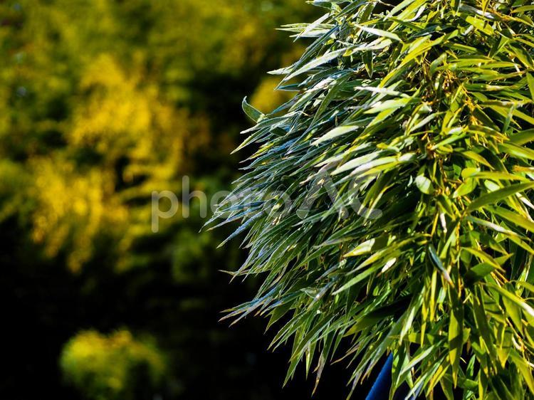 凍った木の葉 凍る,木,葉の写真素材