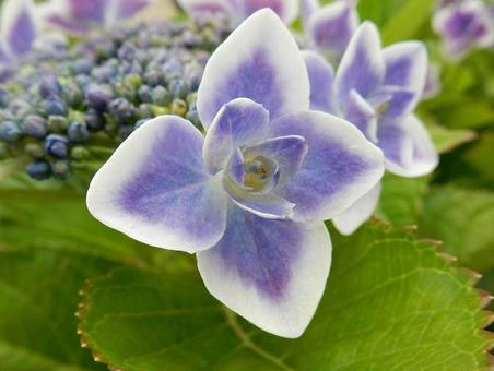 [Flower photo] Hydrangea flower, JPG