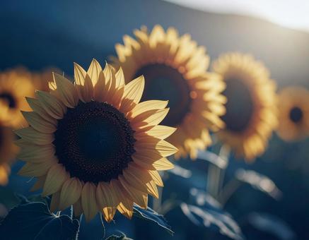 ひまわり畑の写真