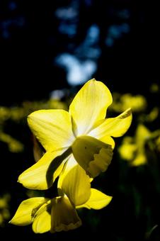 春の陽光を受けて美しく咲く黄色い水仙 陽光,満開,かわいらしい花の写真素材