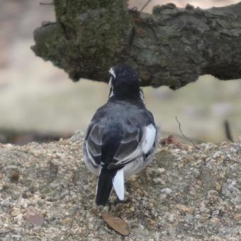 セキレイの後ろ姿の写真