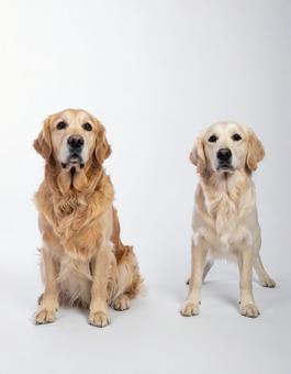 白い背景に犬 白い背景に犬の写真
