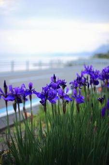 五月の花 五月の花の写真