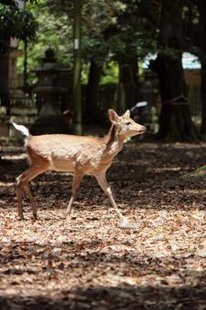 奈良公園シカ 奈良公園シカの写真