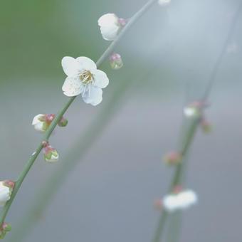 梅 梅,梅花,花の写真素材