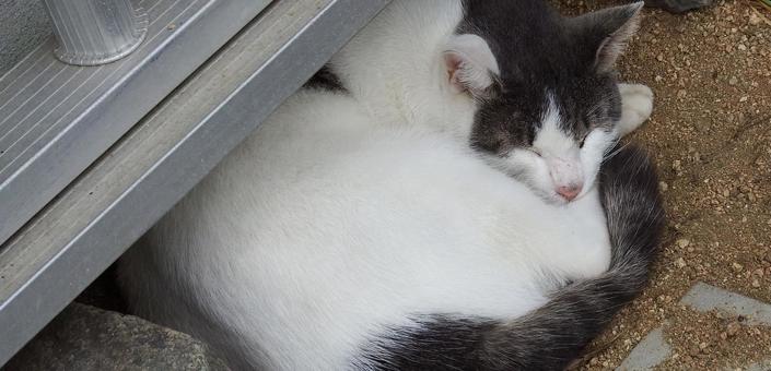 ここが大好きな猫ちゃん ここが大好きな猫ちゃんの写真