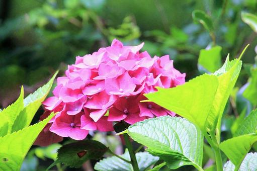 ピンクの紫陽花 ピンクの紫陽花 紫陽花,アジサイ,ピンク色の写真素材