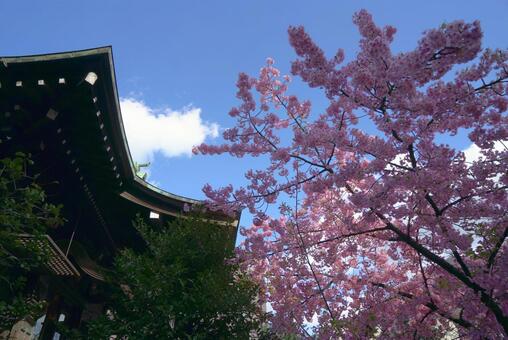 早咲きの桜と青空　東京・桜神宮　 桜,河津桜,ピンクの写真素材