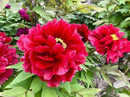 ボタンの花　赤 牡丹,ボタン,ぼたんの写真素材