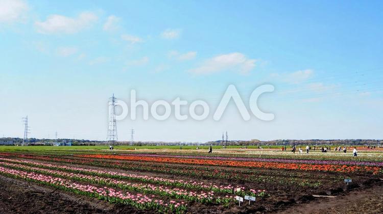 春の佐倉市・ふるさと広場のチューリップ畑 春,チューリップ,花畑の写真素材