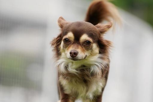 チワワのポートレート チワワのポートレート 犬,チワワ,可愛い犬の写真素材