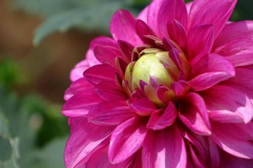 色鮮やかな大輪 色鮮やかな大輪 ダリア,花,キク科の植物の写真素材