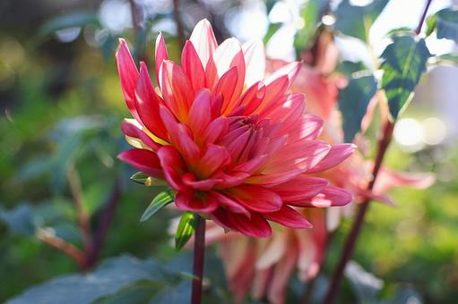 １０月中旬の仏生山公園の陽の当たるダリア ダリア,花,植物の写真素材