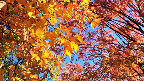 Vivid leaves 2, JPG Vivid leaves 2, JPG