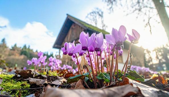 冬の花 シクラメン 冬の花 シクラメンの写真