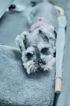 ミニチュアシュナウザー ミニチュアシュナウザー ミニチュア,ミニシュナ,シュナウザーの写真素材