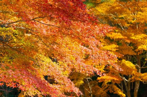 Photo, autumn leaves, maple, autumn, 