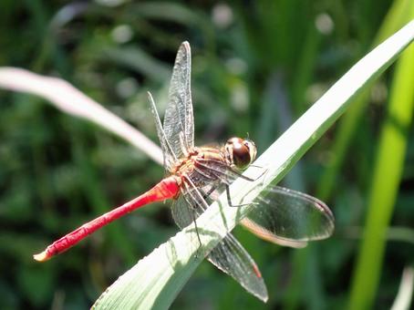 マユタテアカネ♂ とんぼ,昆虫,自然の写真素材