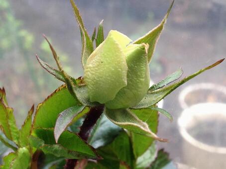 チャイコフスキーの 蕾 チャイコフスキーの 蕾の写真