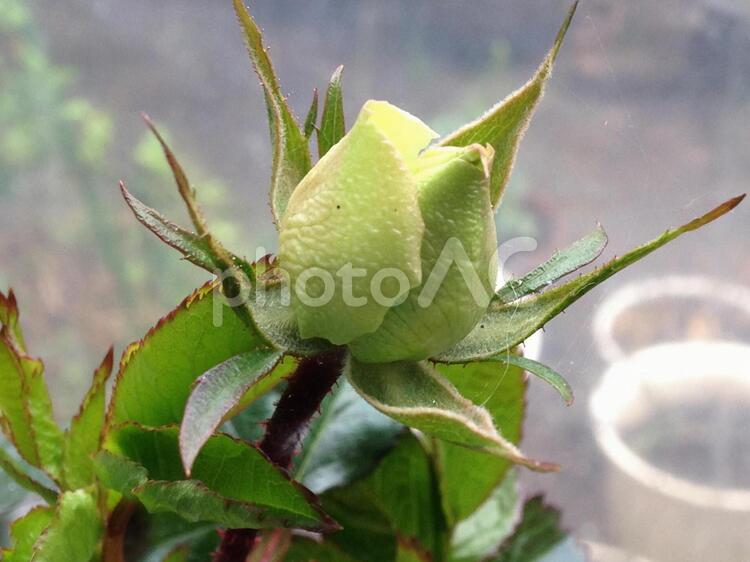   チャイコフスキーの  蕾 きれい,クリーム色,チャイコフスキーの写真素材