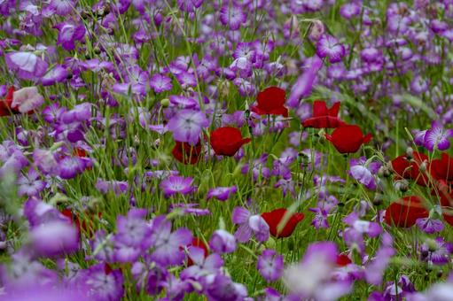 こうのす花まつり2025年の写真