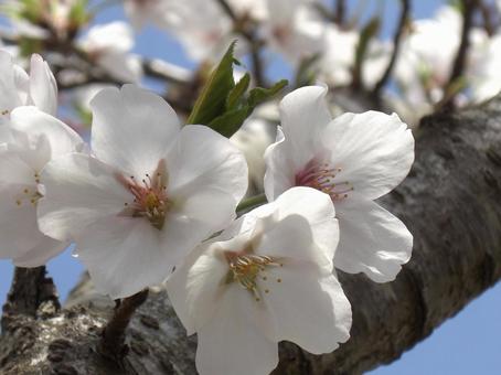 清水公園の桜-45 清水公園の桜-45 清水公園,千葉県野田市,桜の木の写真素材