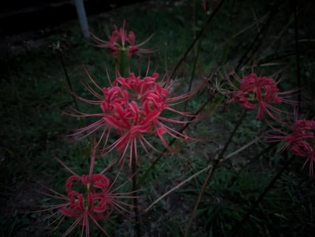 彼岸花 彼岸花の写真