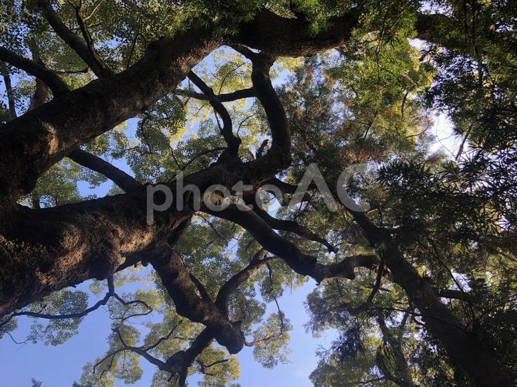 大木と青空 木,木材,公園の写真素材