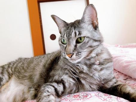 サバトラ猫 サバトラ猫 ねこ,猫,にゃんこの写真素材