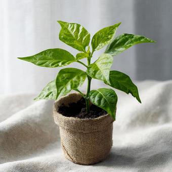 希望を感じさせる若い植物の芽生え 希望を感じさせる若い植物の芽生えの写真