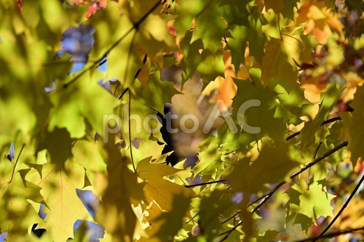 サトウカエデ サトウカエデ,木,秋の写真素材