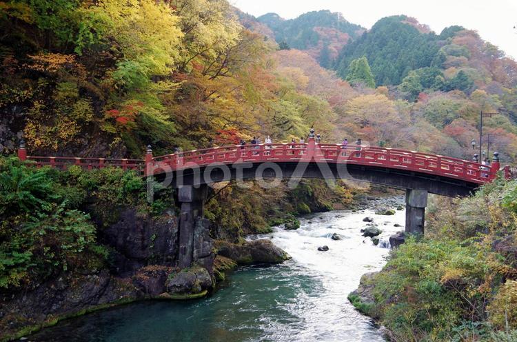 日光の紅葉　　神橋　　（栃木県日光市） 神橋,赤い橋,朱色の橋の写真素材