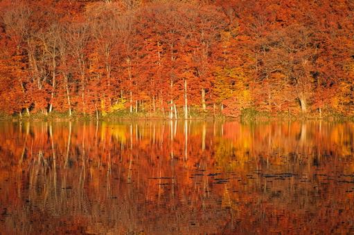 蔦沼の紅葉 青森,青森県,蔦沼の写真素材