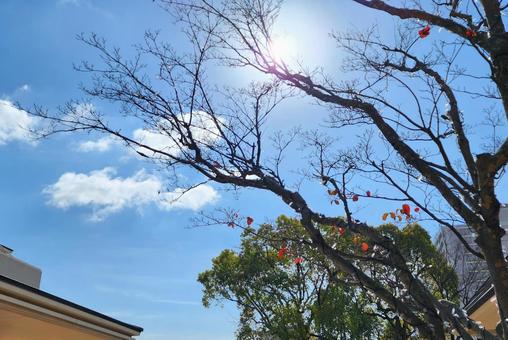 冬枯れ 木,樹木,冬枯れの写真素材
