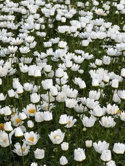 群生 群生,花壇,花々の写真素材