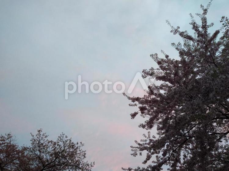 桜　夕方 桜,さくら,フラワーの写真素材
