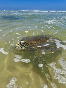 泳ぐウミガメ 泳ぐウミガメの写真