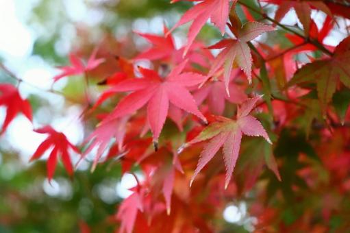 紅葉〜もみじ〜 紅葉〜もみじ〜の写真