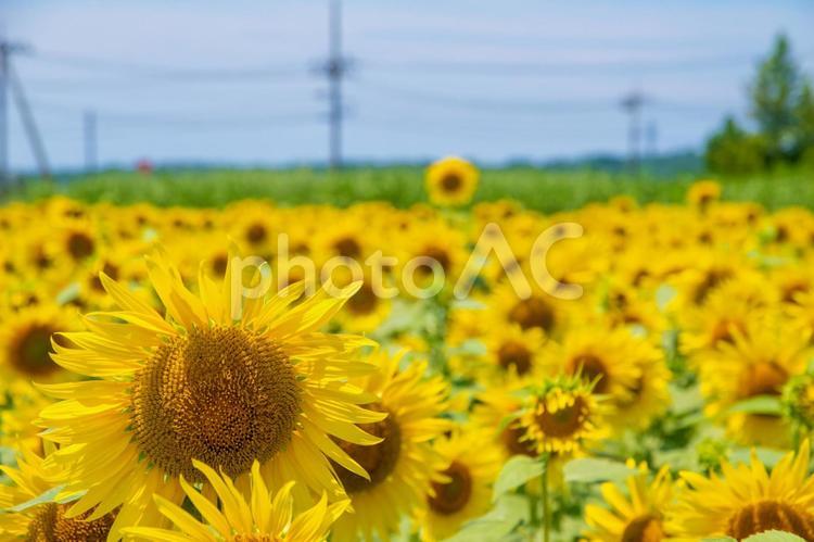 満開のひまわり村と青空 8月,ひまわり,ひまわり村の写真素材