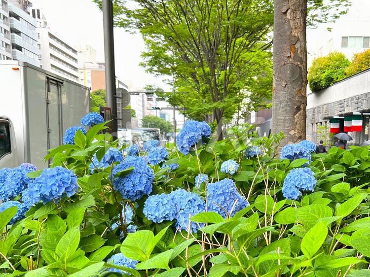 御池通のアジサイ 京都,御池通,梅雨の写真素材